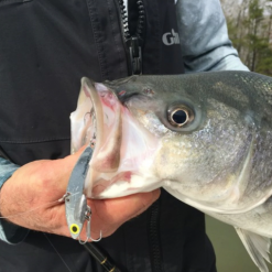 Lures SteelShad XL - 3/4 Oz - Silver