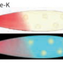 Moonshine Lures Trolling Spoon Do-De-K